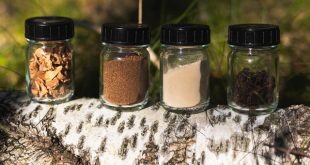 A Nokian piacra dobja a Nokian Tyres Betula koncepcióabroncsot, amely nyírfakéregből készült úttörő alapanyagot tartalmaz